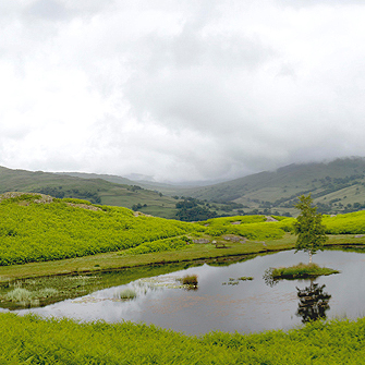 Lilly Tarn