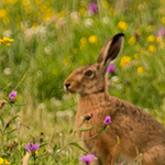 Hare