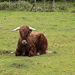 Highland Cow