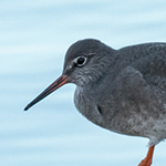 Common Redshank