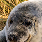 Grey Seal