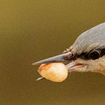 Nuthatch