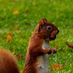 Red Squirrel