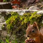 Red Squirrel