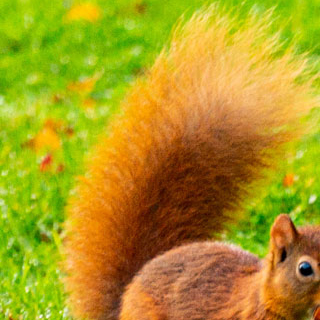 Red Squirrel